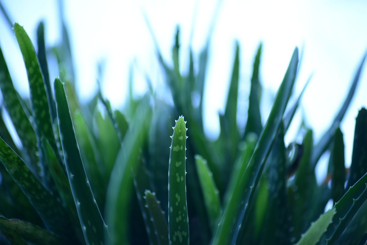 aloe-vera-277949_1280